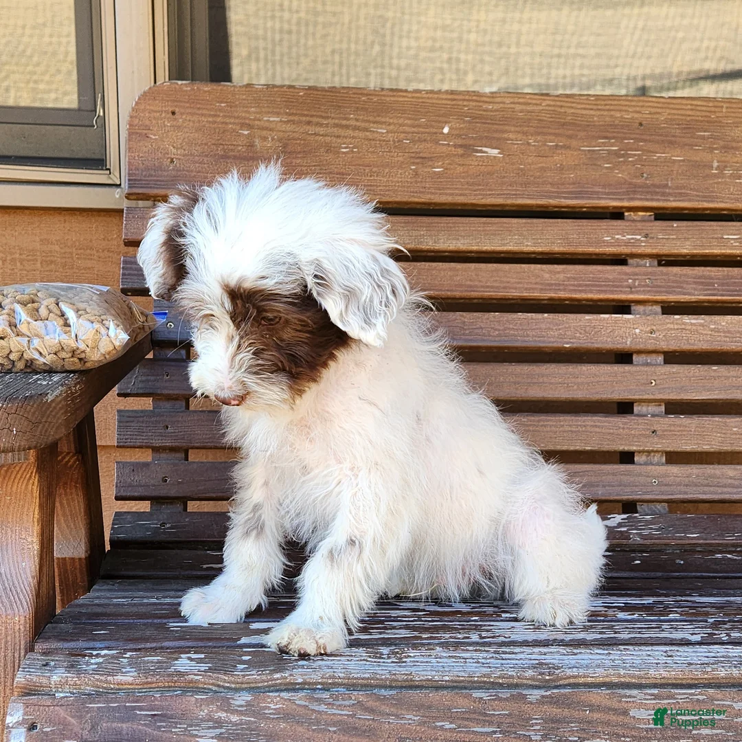 Portuguese Water Dog dogs for sale: Oakley - Ad 2