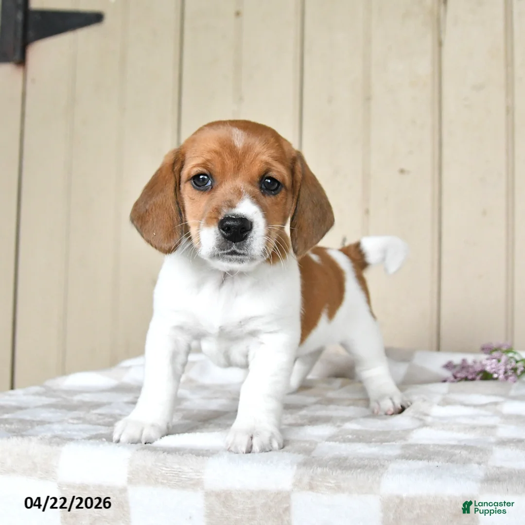 Mixed Breed dogs for sale: Luke - Ad 1