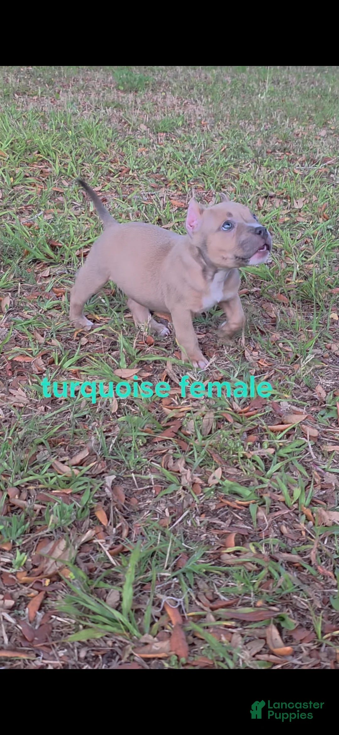 American Bully dogs for sale: American Bully Puppy 4 - Ad 2
