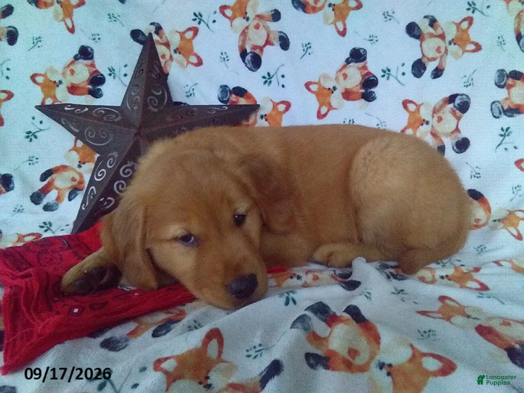 Golden Retriever dogs for sale: Hickory - Ad 1