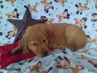 Golden Retriever dogs Hickory - Ad 27