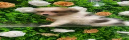 Pomeranian dogs for sale: Tim - Ad 3