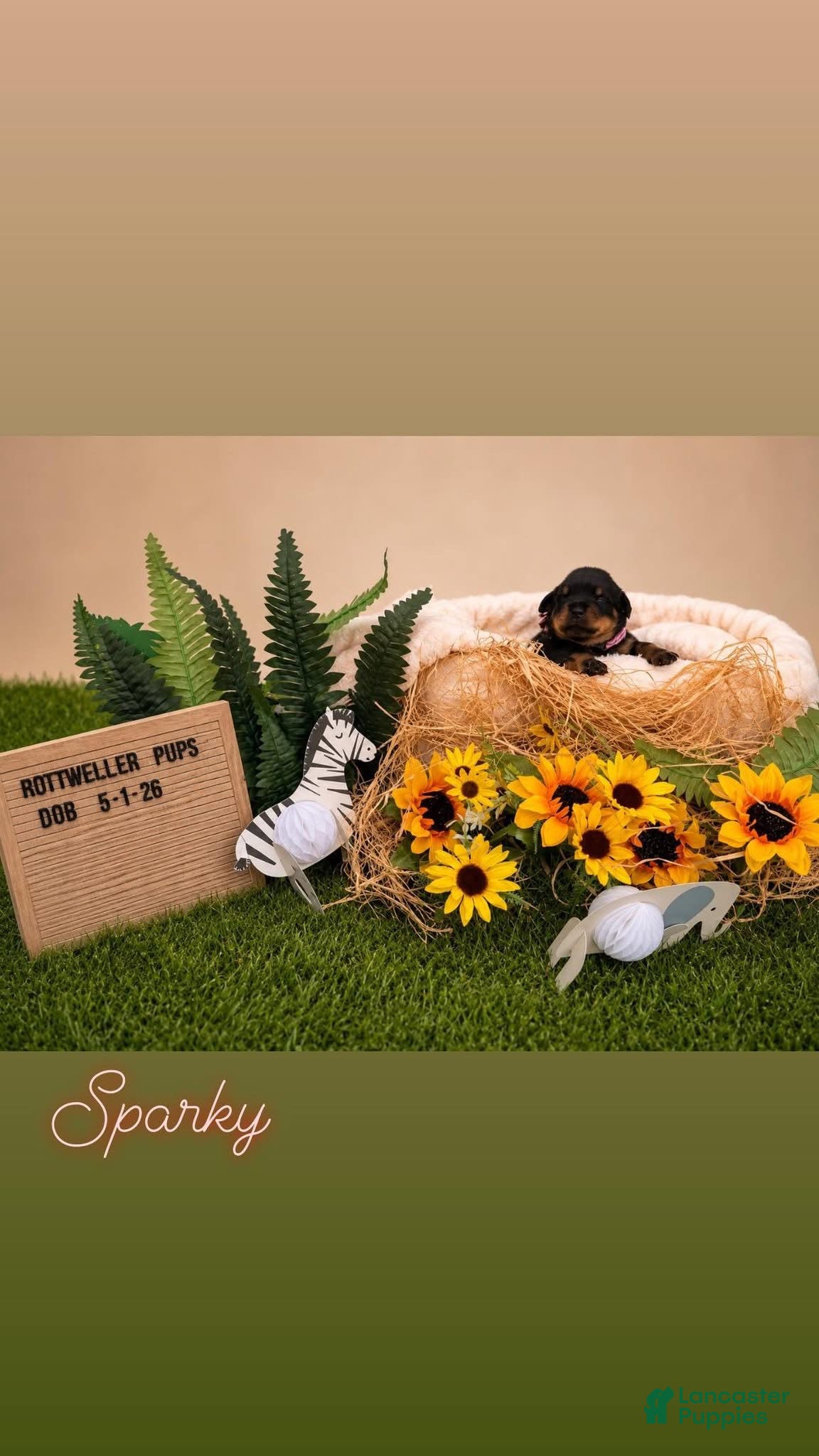 Rottweiler dogs Sparky - Ad 8
