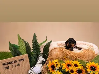 Rottweiler dogs Sparky - Ad 23