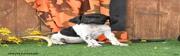German Shorthaired Pointer dogs for sale: Lassie - Ad 4