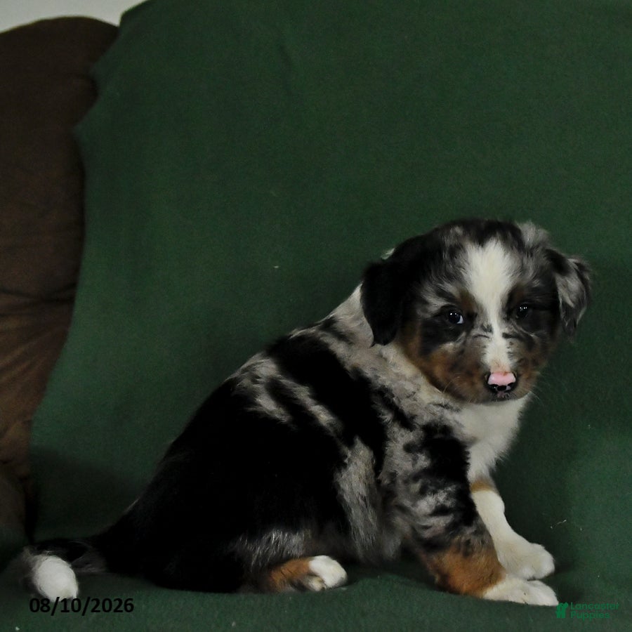 Mixed Breed dogs Bronco - Ad 2