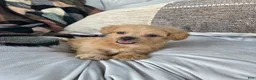 Shihpoo dogs for sale: Cody - Ad 2