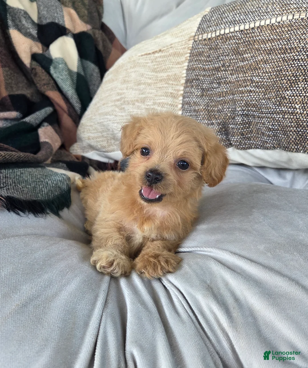 Shihpoo dogs for sale: Cody - Ad 2