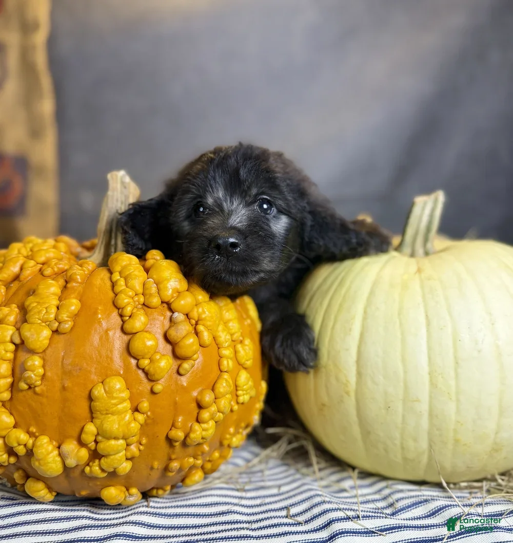 Goldendoodle dogs Peaches - Ad 1