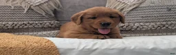 Golden Retriever dogs for sale: Benson - Ad 7