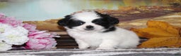 Shih Tzu dogs for sale: Tyler - Ad 3