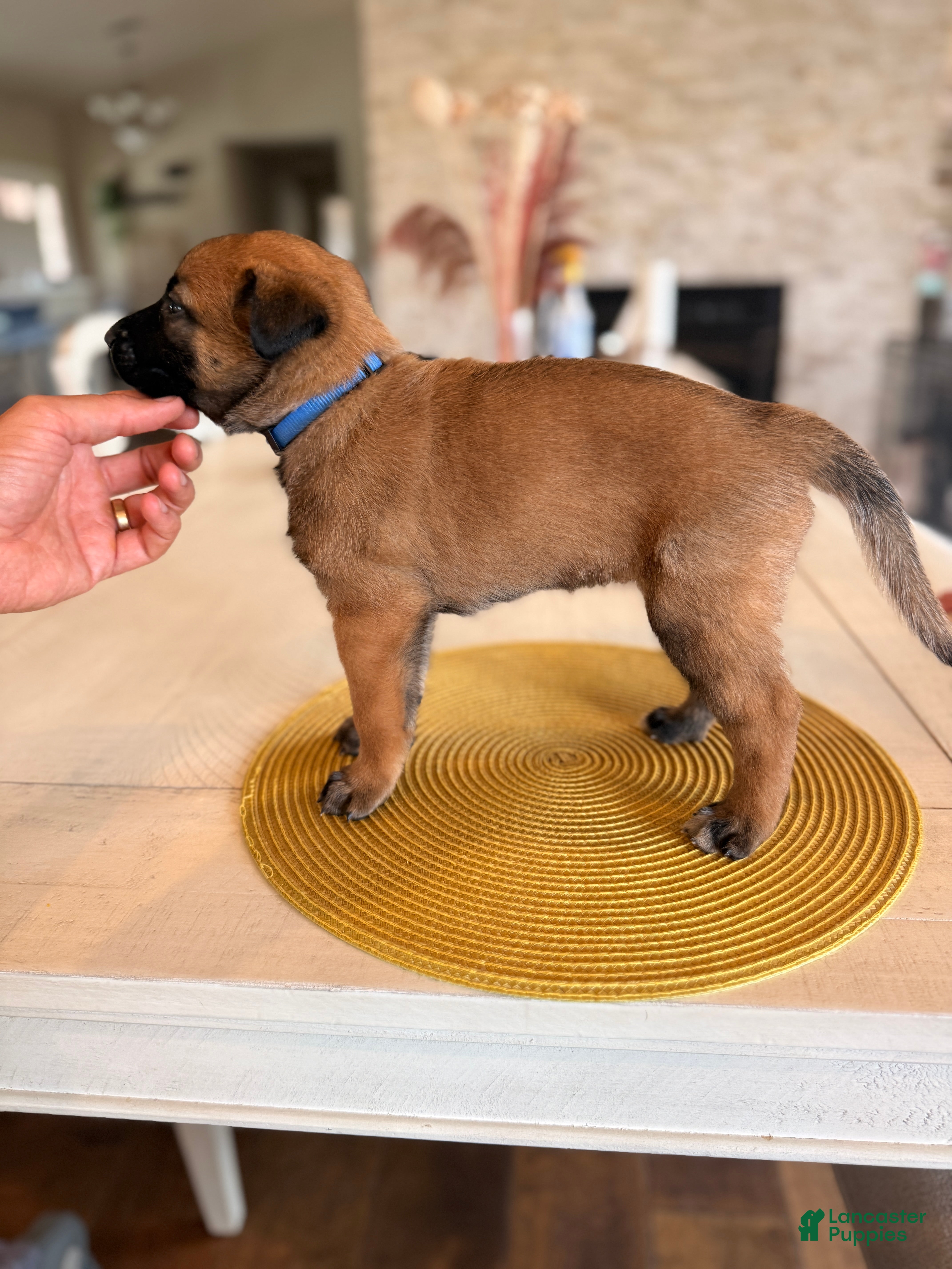 Belgian Malinois dogs Jules - Ad 2