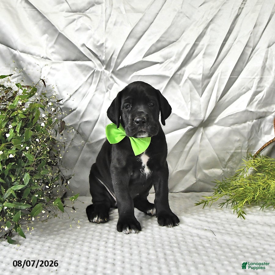 Great Dane dogs Indie - Ad 2