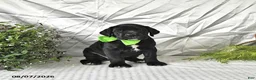 Great Dane dogs for sale: Indie - Ad 2