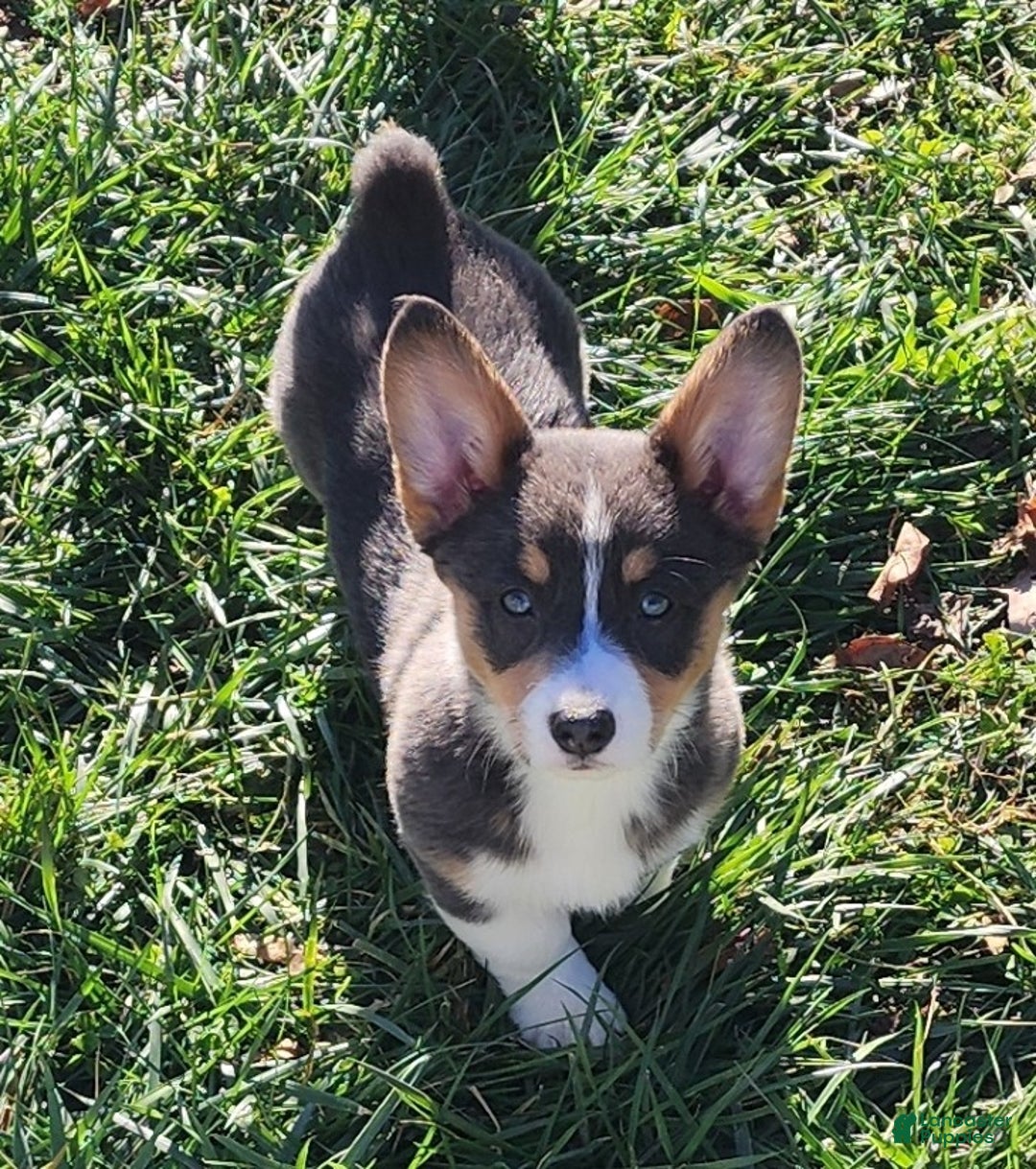 Welsh Corgi Pembroke dogs for sale: Apple Bluie - Ad 17