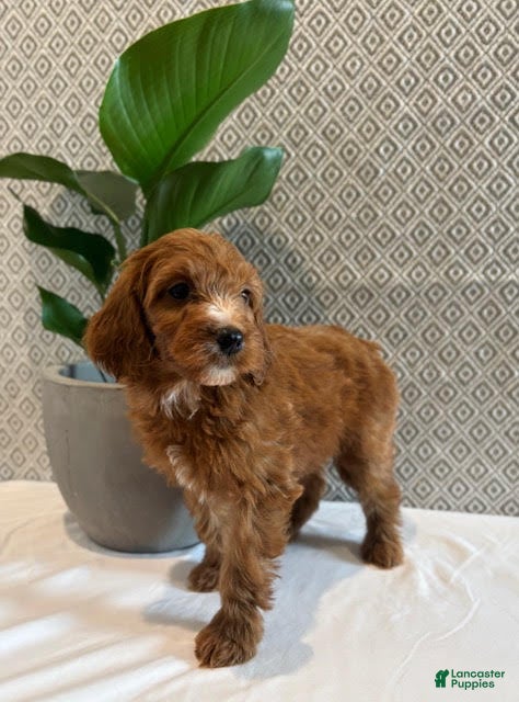 Irish Doodle dogs Rosie - Ad 2