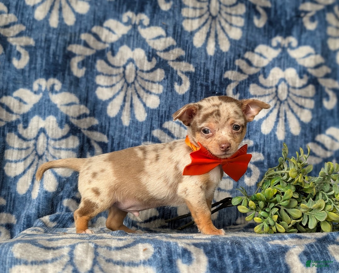Chihuahua dogs for sale: Roscoe 6 lbs Full Grown - Ad 7