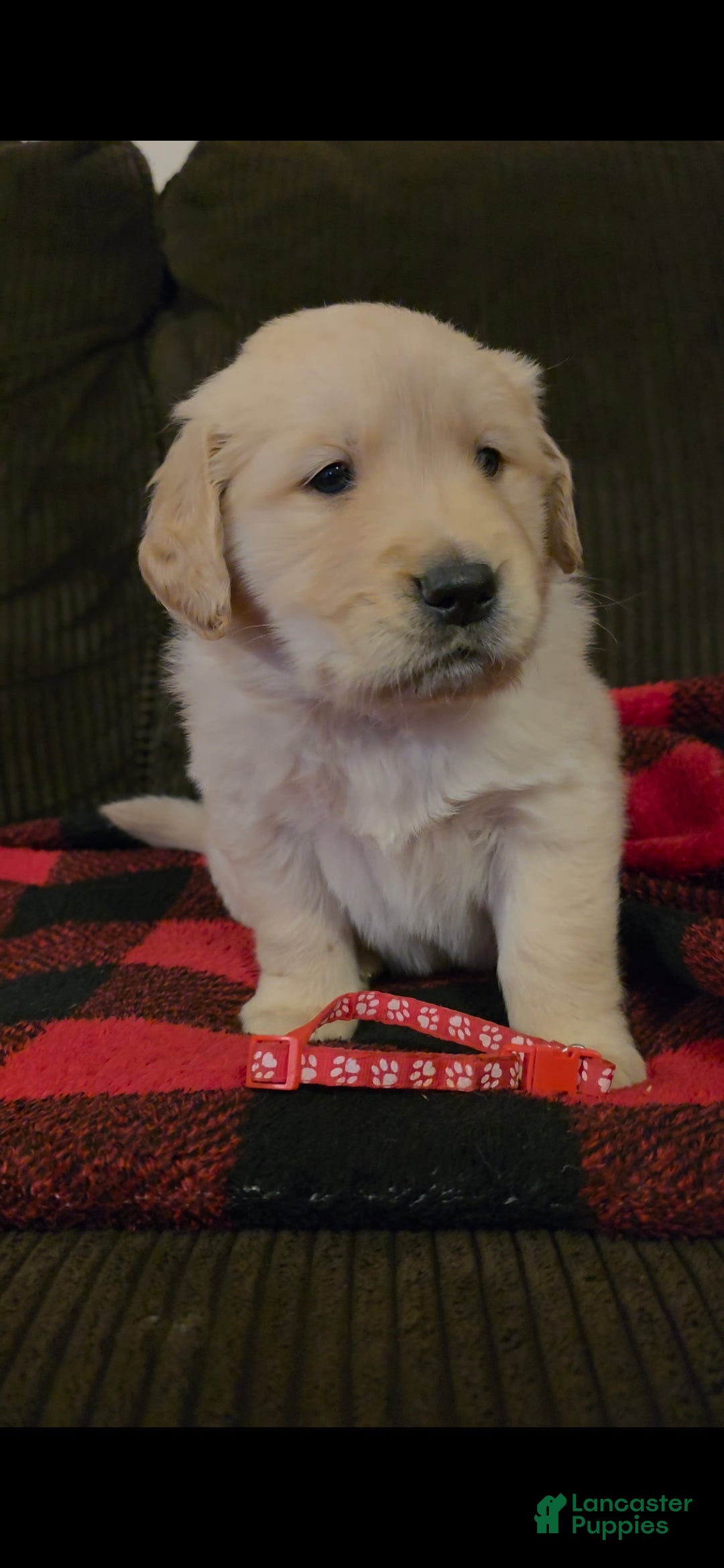 Golden Retriever dogs Biscuit  - Ad 34