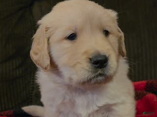 Golden Retriever dogs Biscuit - Ad 34