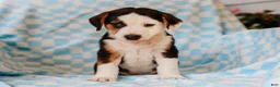 Mixed Breed dogs for sale: Anders Beagle Mix Puppy - Ad 4