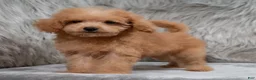 Mini Goldendoodle dogs for sale: Lily ID: 3854 - Ad 7