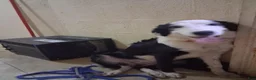 Border Collie dogs for sale: Border Collie 1 - Ad 9
