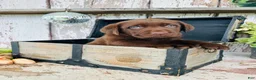Labrador Retriever dogs for sale: Tucker - Ad 7