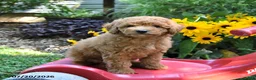 Cockapoo dogs for sale: Bliss - Ad 2