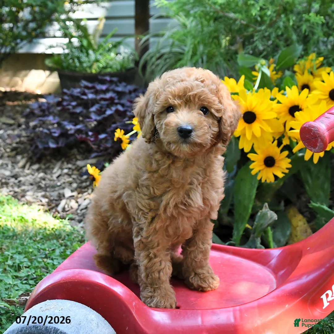 Cockapoo dogs for sale: Bliss - Ad 2