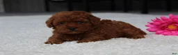 Toy Poodle dogs for sale: Allison - Ad 4