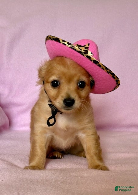 Chiweenie dogs Lil Red - Ad 1