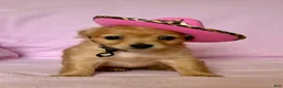 Chiweenie dogs for sale: Lil Red - Ad 1