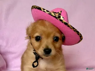 Chiweenie dogs for sale: Lil Red - Ad 1