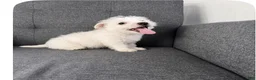 West Highland Terrier dogs for sale: Johnny - Ad 4