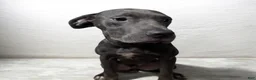 Cane Corso dogs for sale: Cane Corso 1 - Ad 2