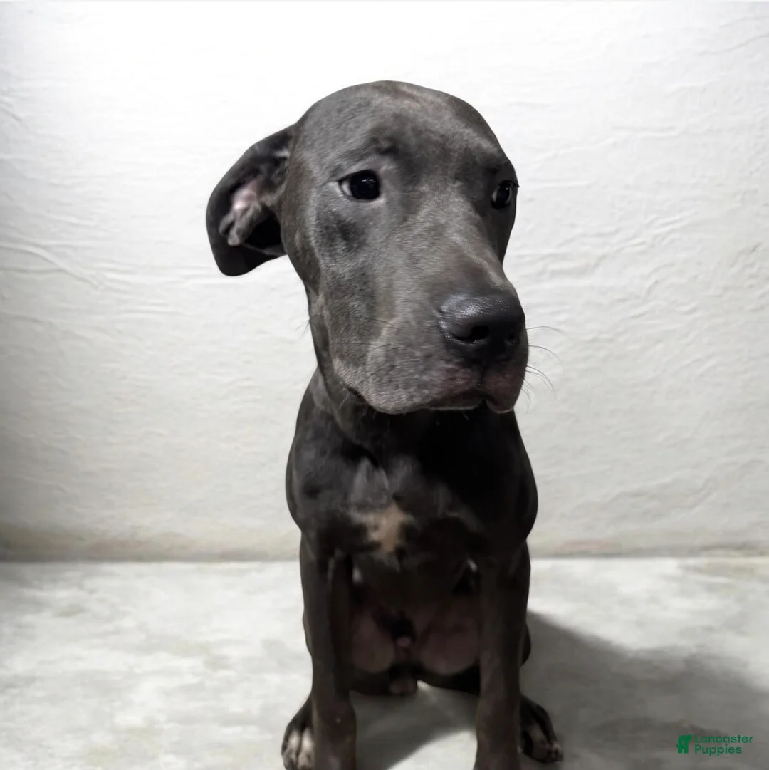 Cane Corso dogs for sale: Cane Corso 1 - Ad 2