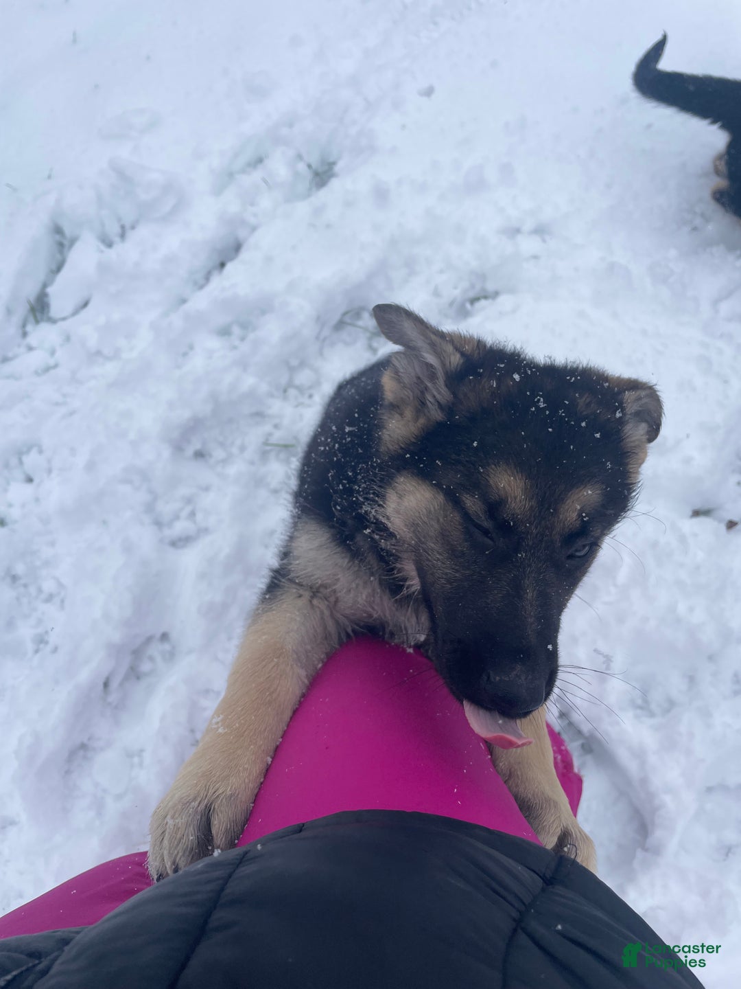 German Shepherd dogs for sale: Fiona - Ad 3