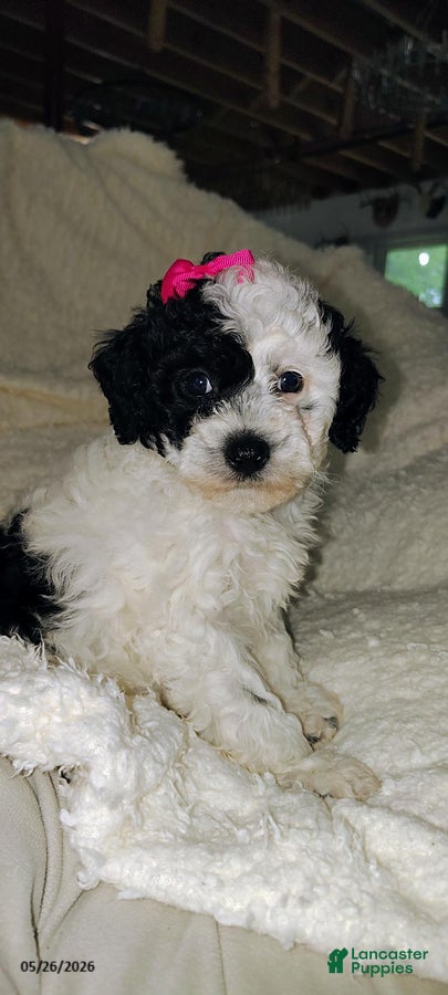 Miniature Poodle dogs Sunny - Ad 1