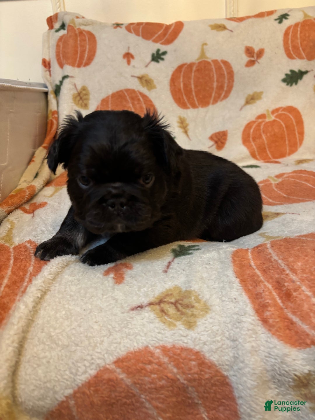 French Bulldog dogs for sale: French Bulldog Puppy 2 - Ad 2