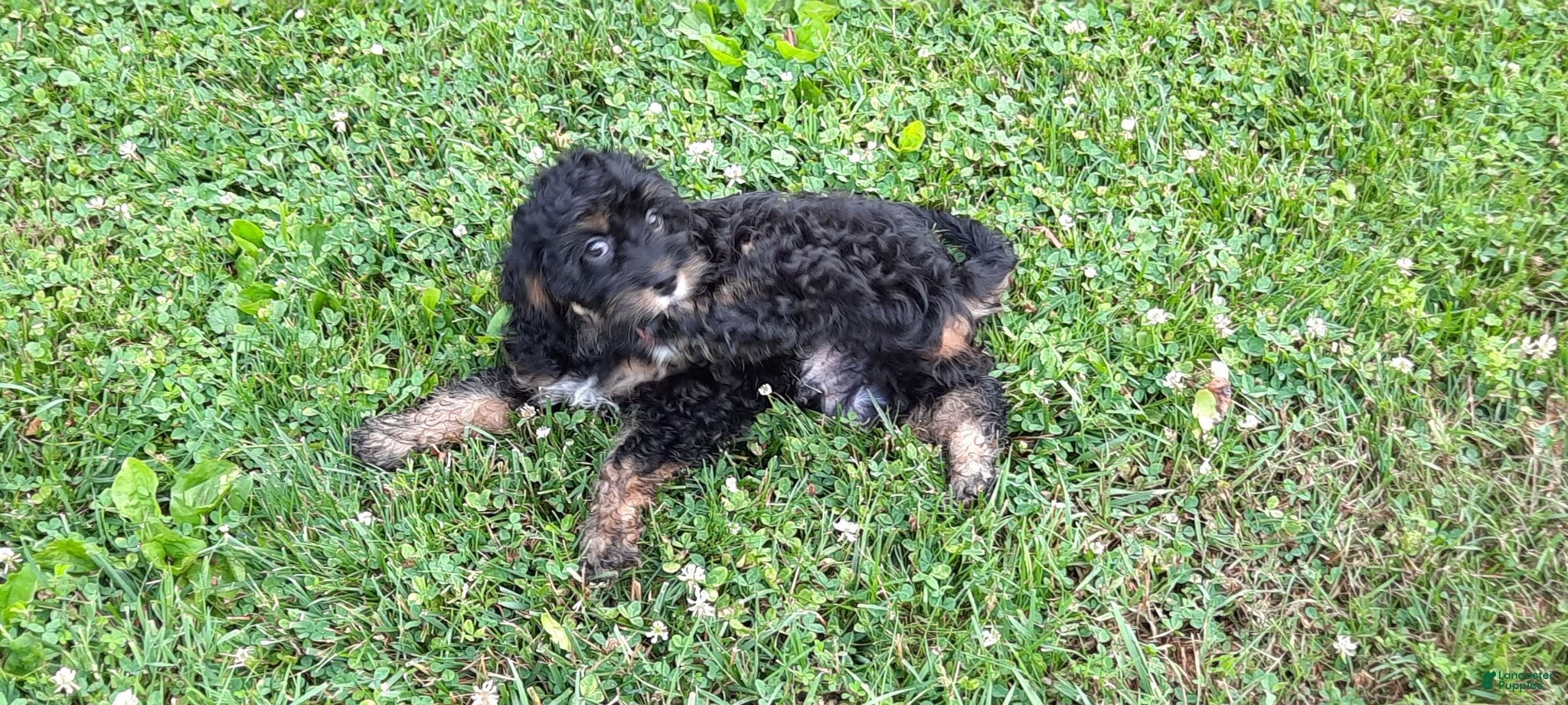Cavapoo dogs Cavapoo 1 - Ad 1