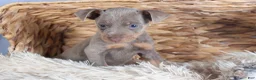 Miniature Pinscher dogs for sale: ALEX - Ad 12