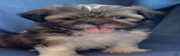 Shih Tzu dogs for sale: Monty - Ad 5