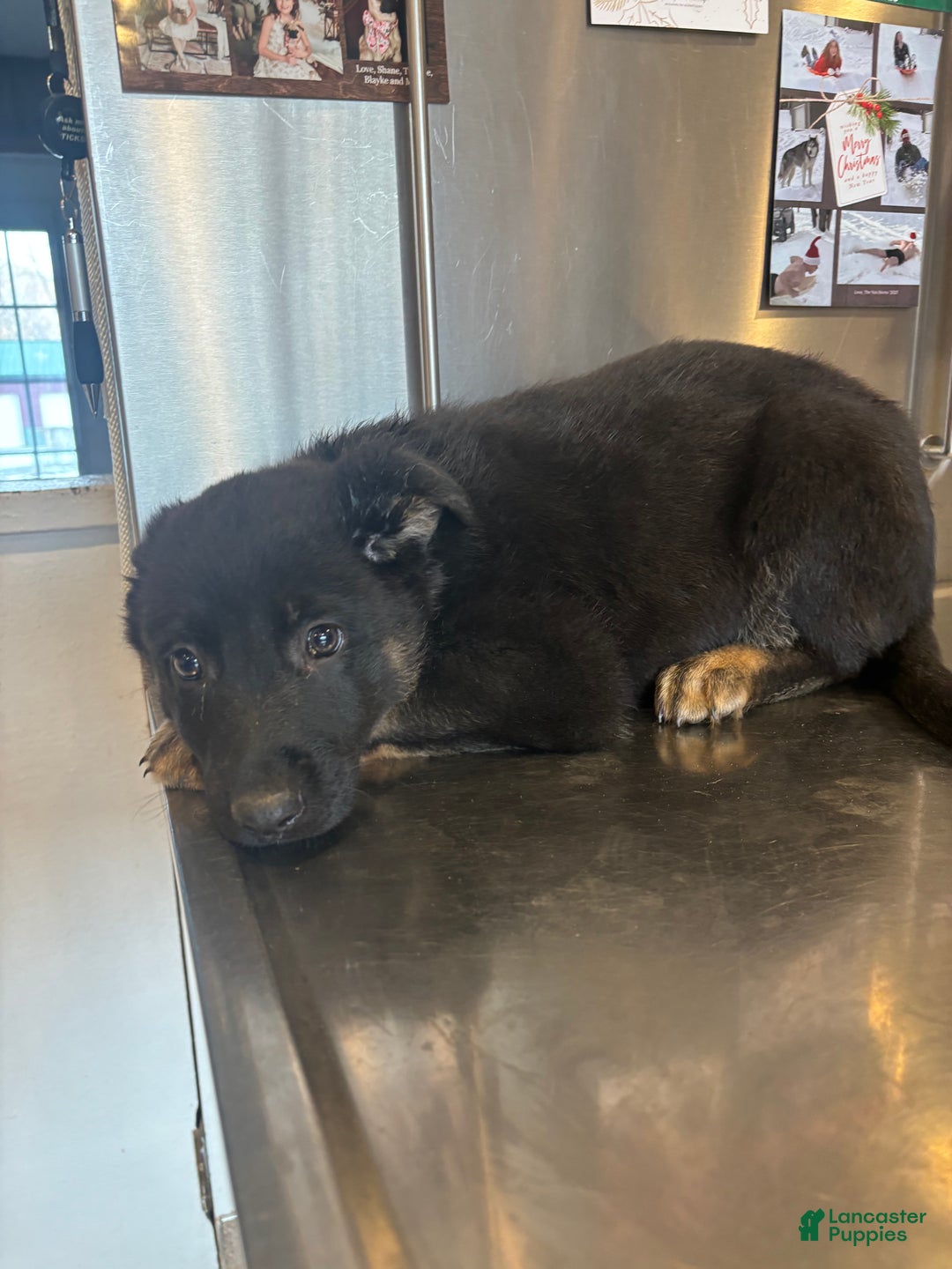 German Shepherd dogs for sale: Rocky - Ad 4