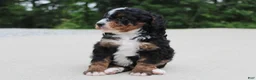 Mini Bernedoodle dogs for sale: Ranger  - Ad 1