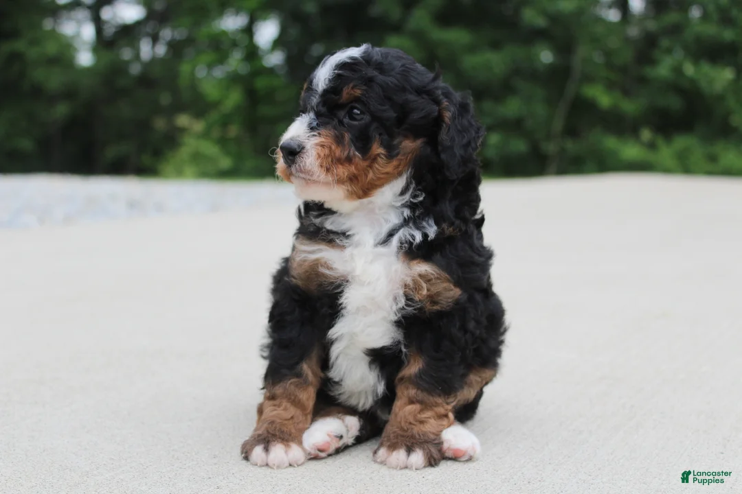 Mini Bernedoodle dogs for sale: Ranger  - Ad 1