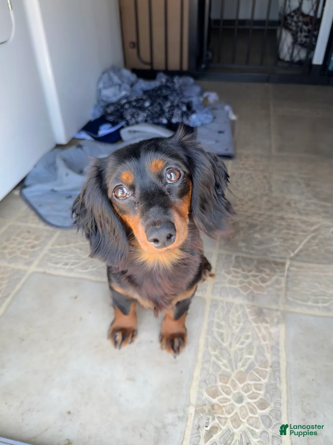 Chiweenie dogs for sale: Mocha  - Ad 4