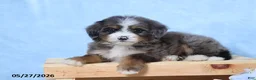 Mini Bernedoodle dogs for sale: Darcy - Ad 3