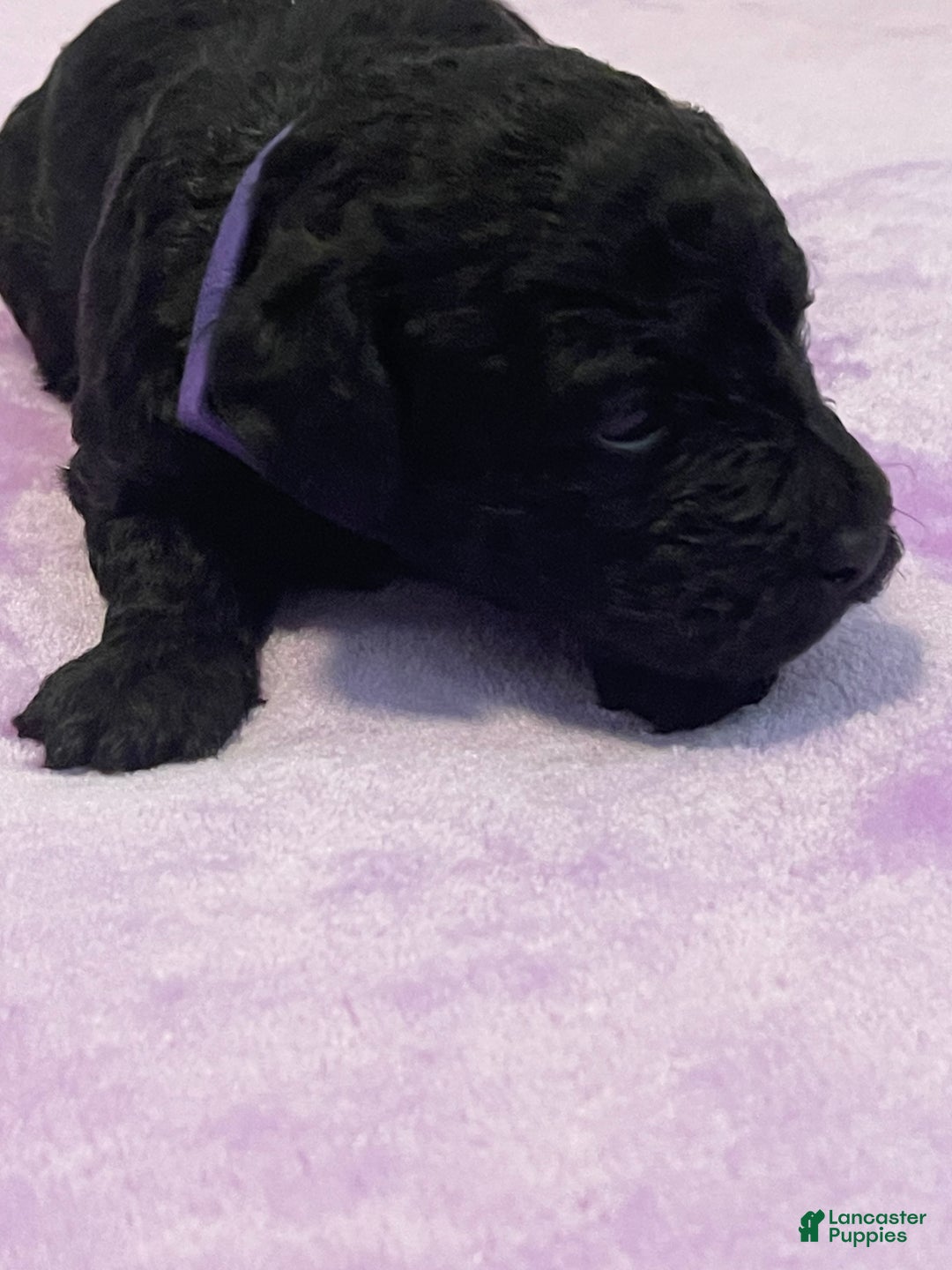 Goldendoodle dogs for sale: Goldendoodle Puppy 3 - Ad 5