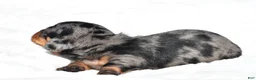 Miniature Dachshund dogs for sale: Hudson - Ad 9
