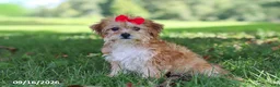 Yochon dogs for sale: Lucy - Ad 3